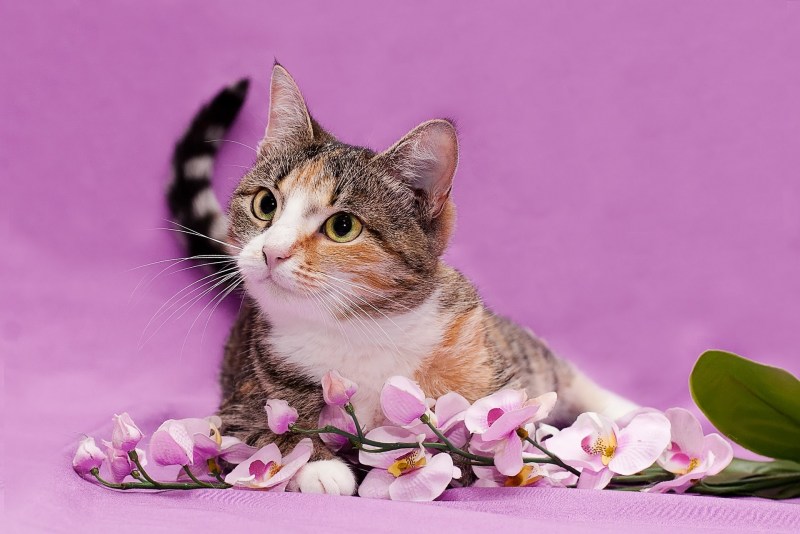 Кошка добрая кошка