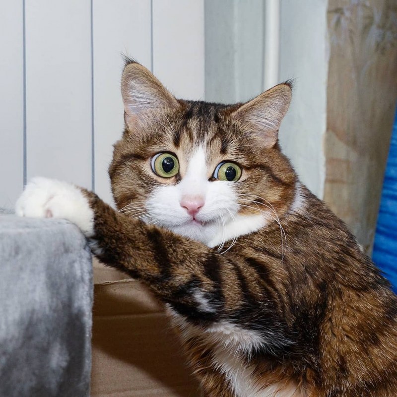 Смешной кот