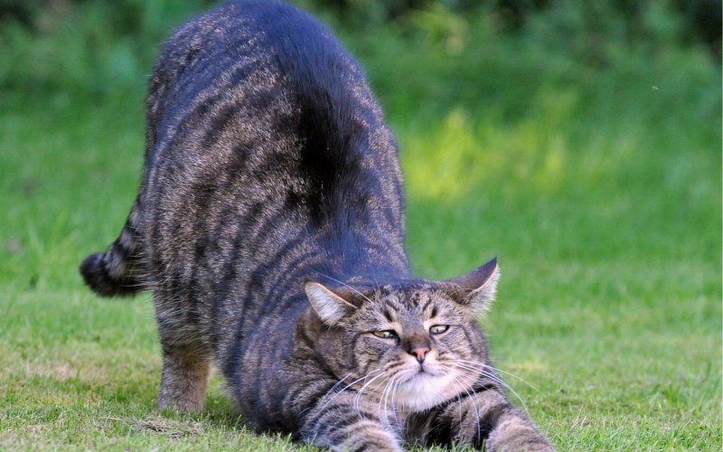 Котики картинки