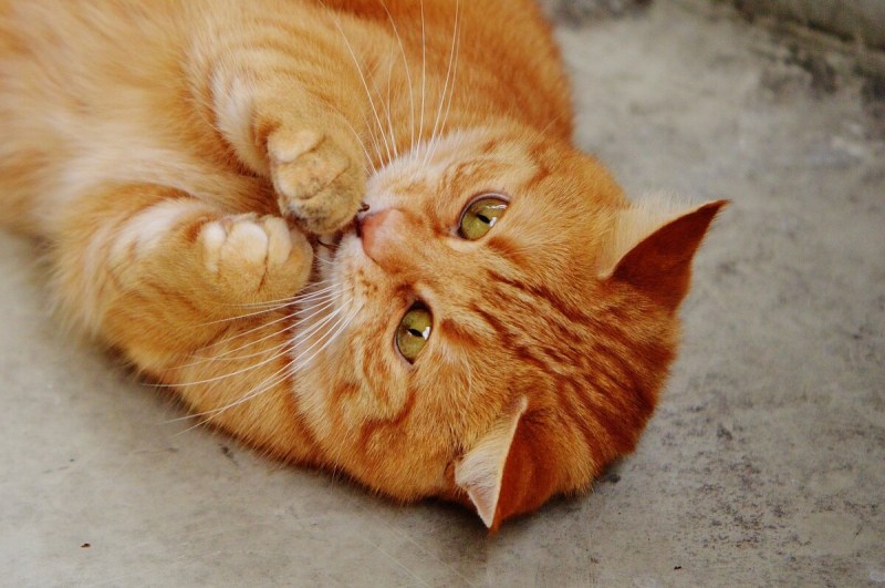 Рыжий котик