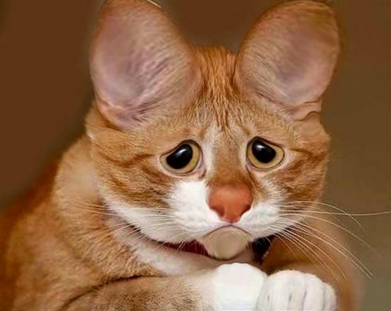 Смешные мысли кота