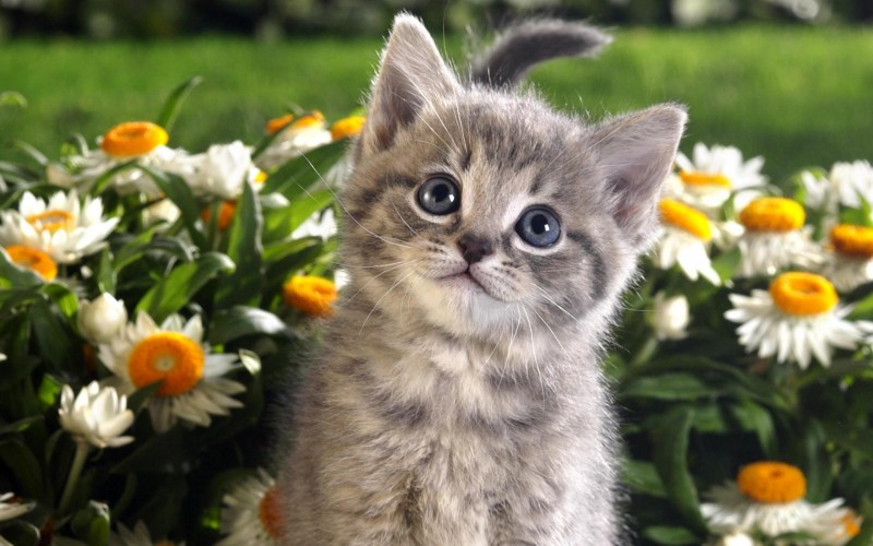 Красивые котики