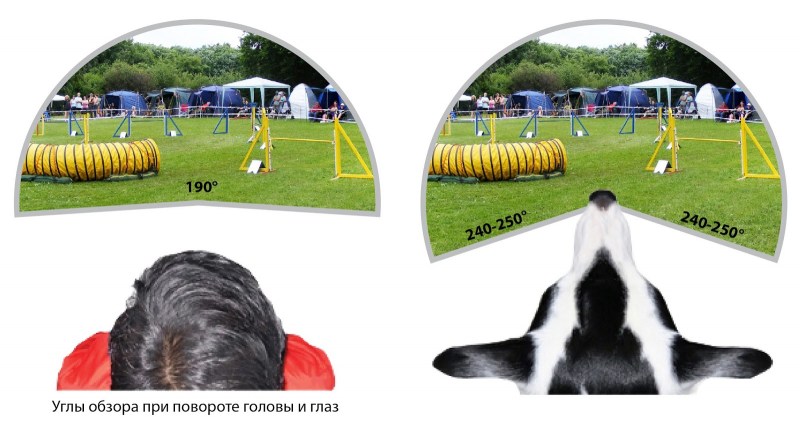 Поле зрения собаки