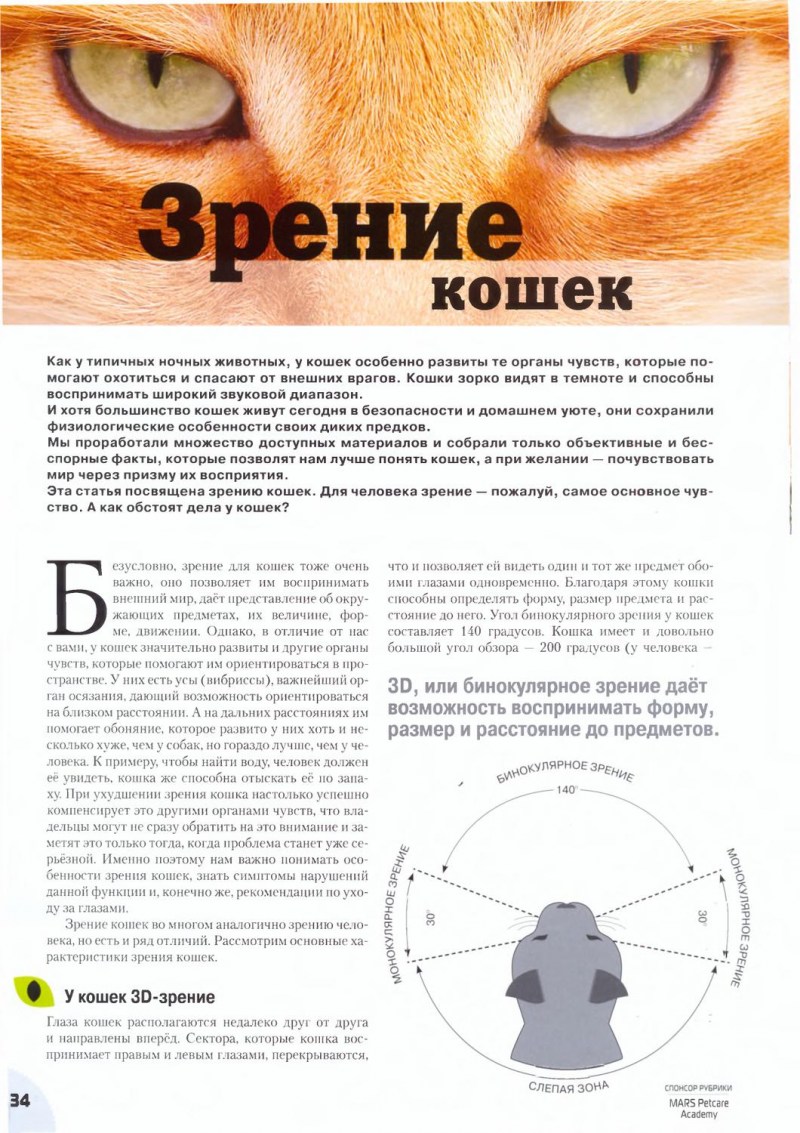 Кошачьи глаза в полной темноте