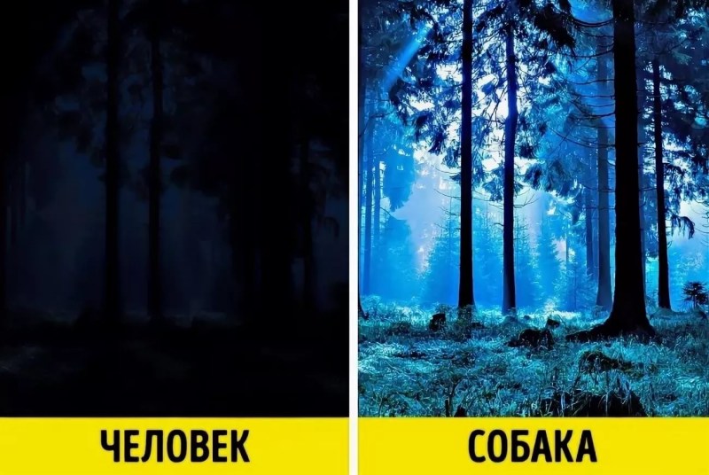 Мир глазами животных