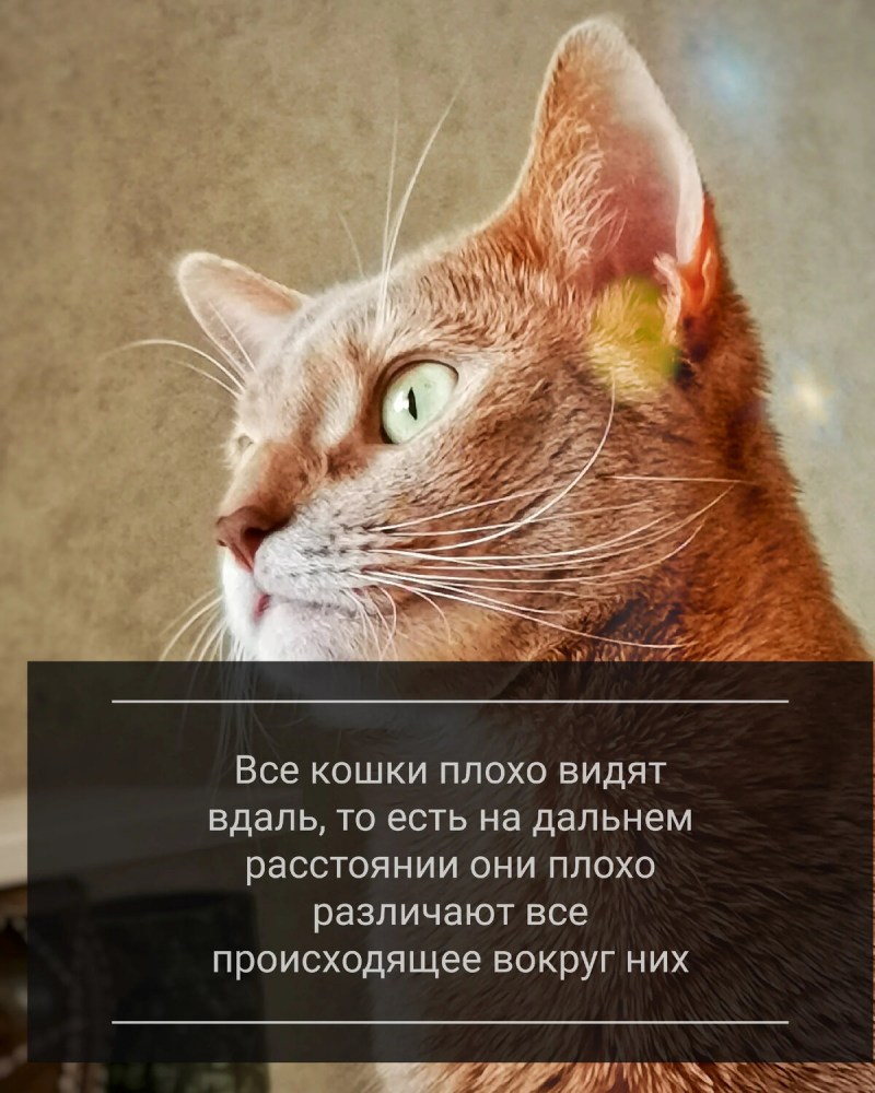 Как меня видит кошка