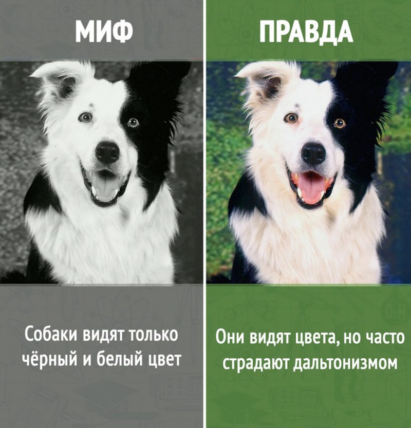 Необычные глаза животных