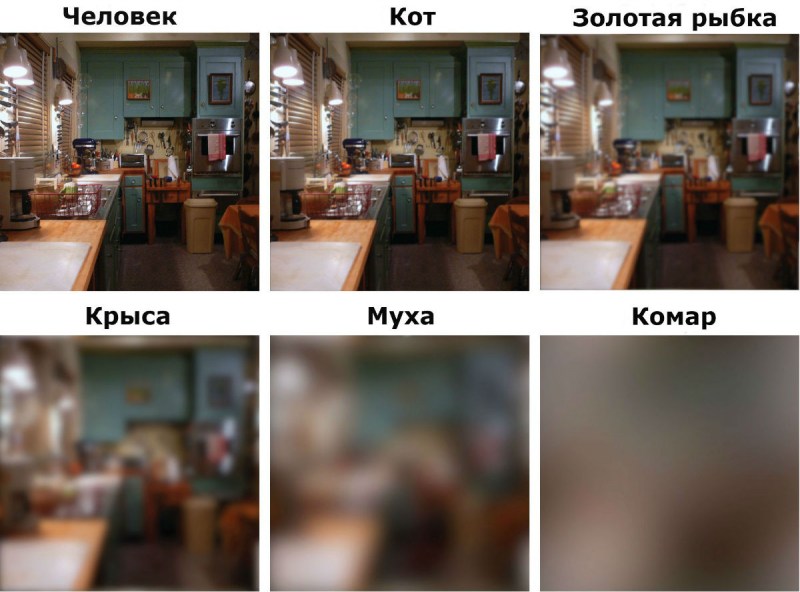 Как видят кошки наш мир
