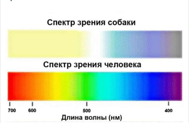 Почему кошки видят ночью