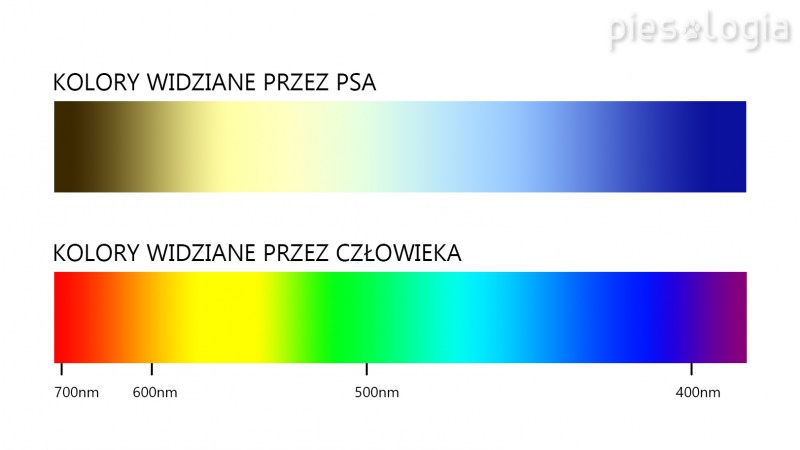 Спектр зрения человека
