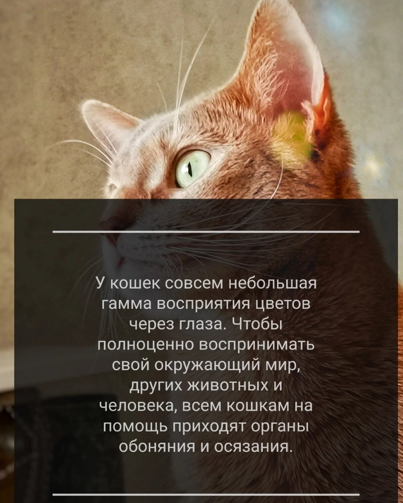 Видеть кошку боковым зрением
