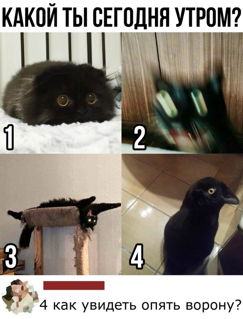 Мем кошка киви