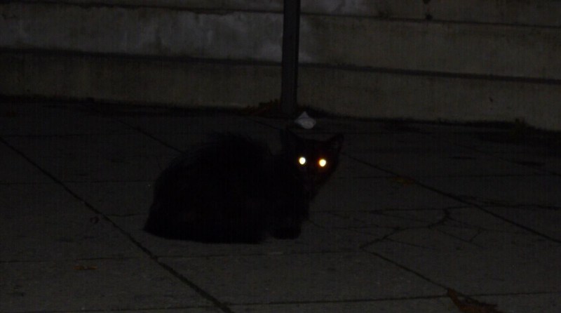 Кошки видят стекло
