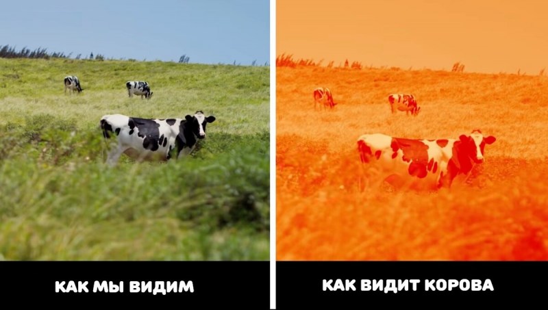 Котенок когда видит кота