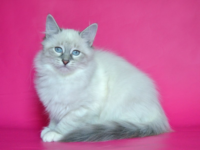 Невская маскарадная кошка