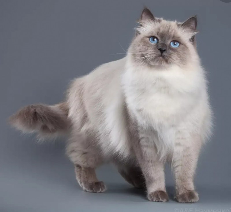 Blue tabby point Невская маскарадная