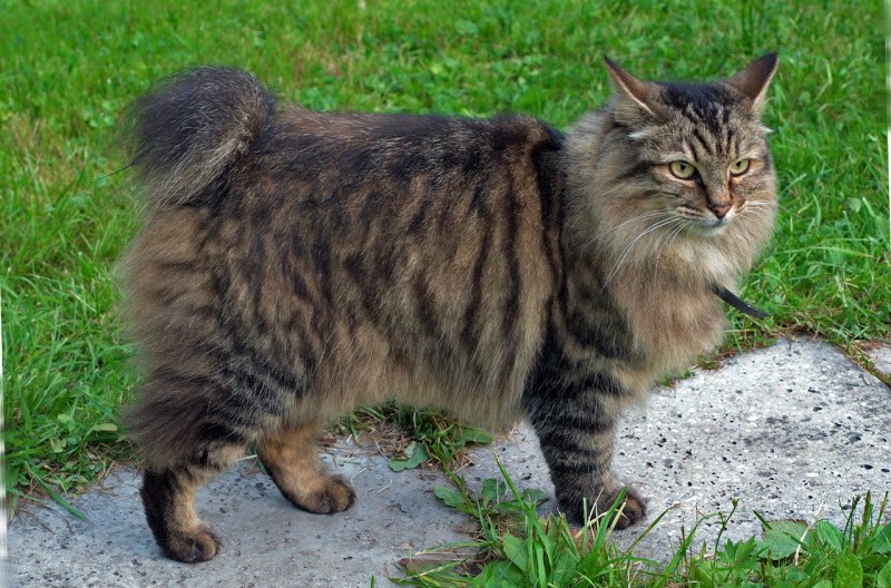 Кот Курильский бобтейл