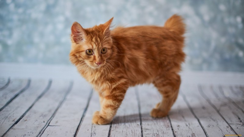 Американский бобтейл котенок