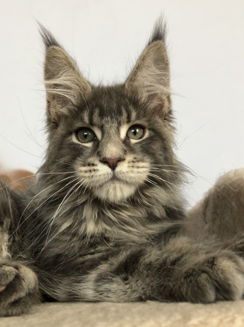 Коты Мейн куны