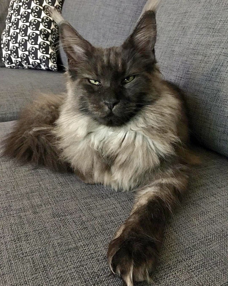 Кошка Мейн кун