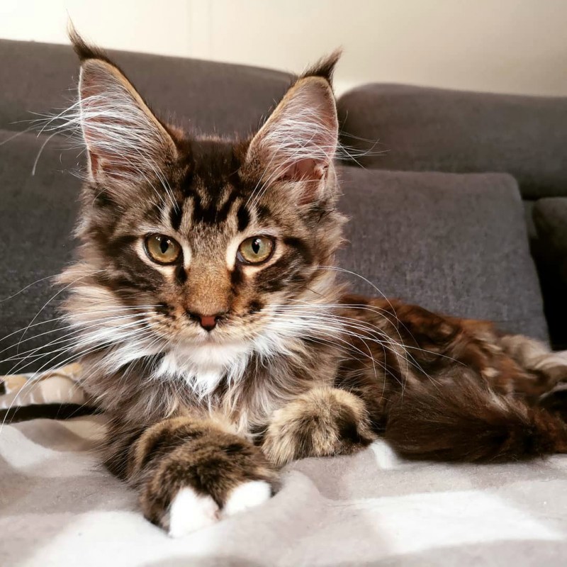 Котята породы Мейн кун