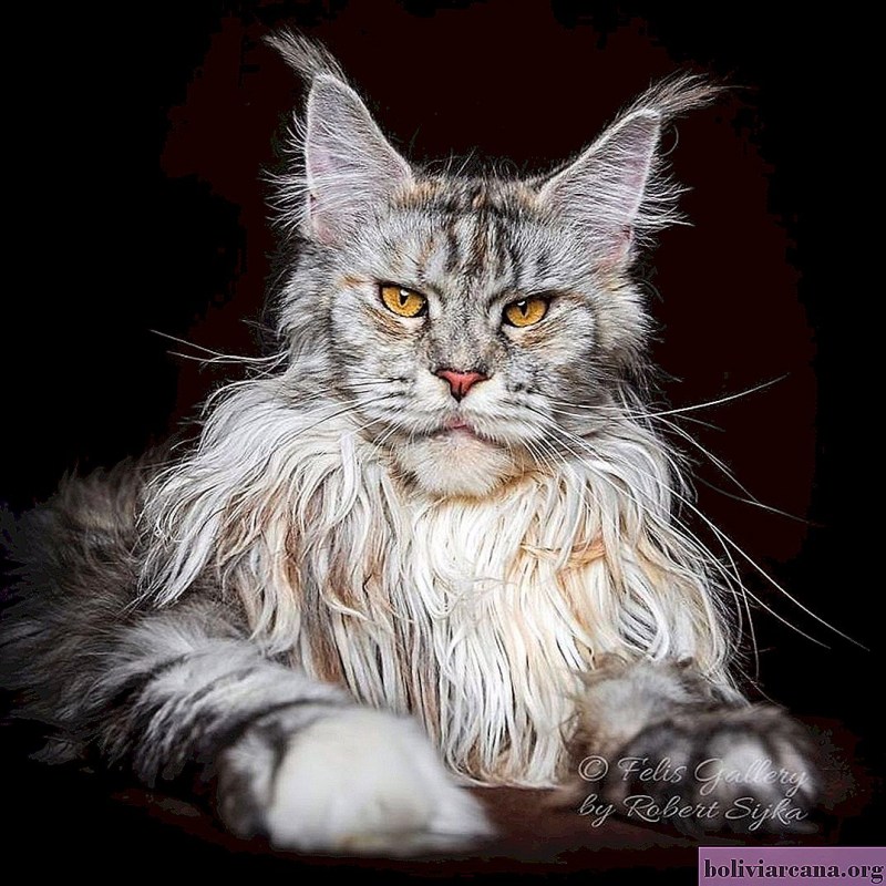 Коты Мейн куны
