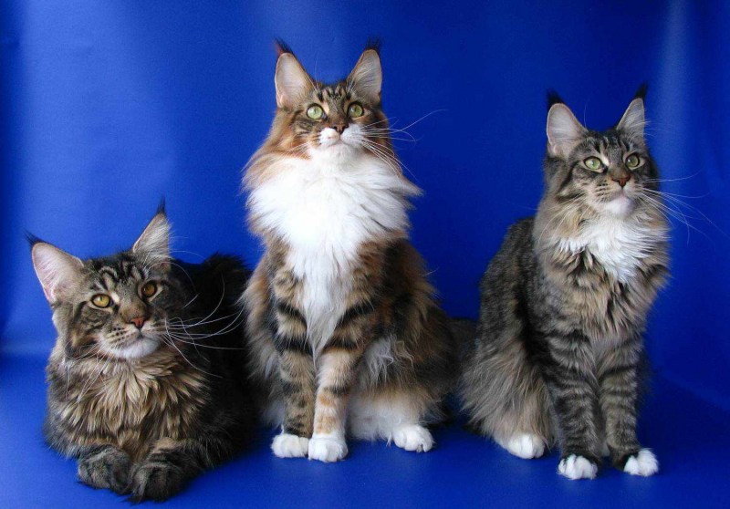 Котята породы Мейн кун
