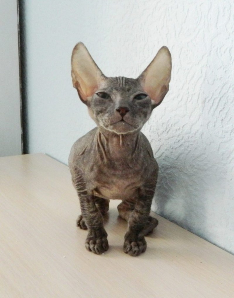Донской сфинкс котята