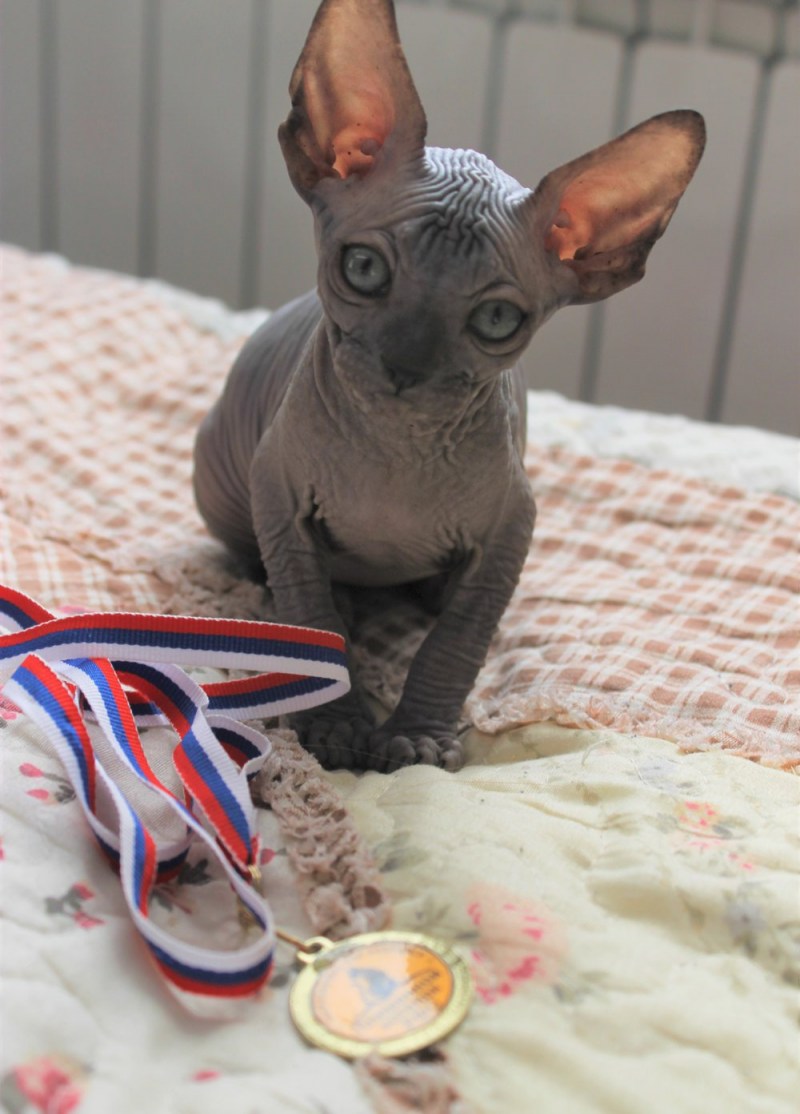 Grace Cat