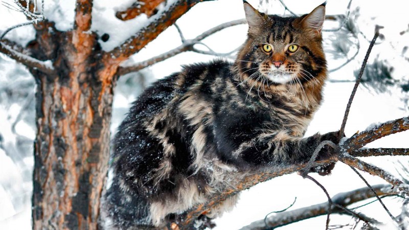 Мейн куны зимой
