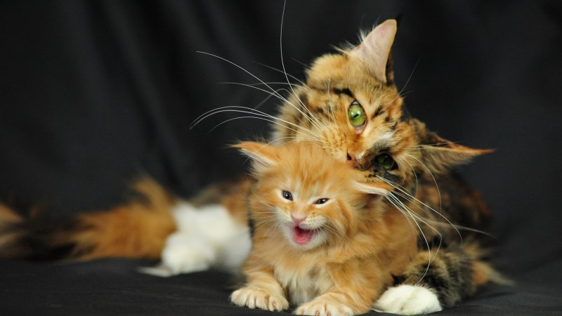 Кот Мейн кун