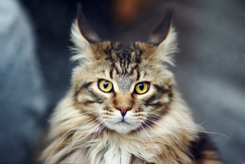 Коты Мейн кун