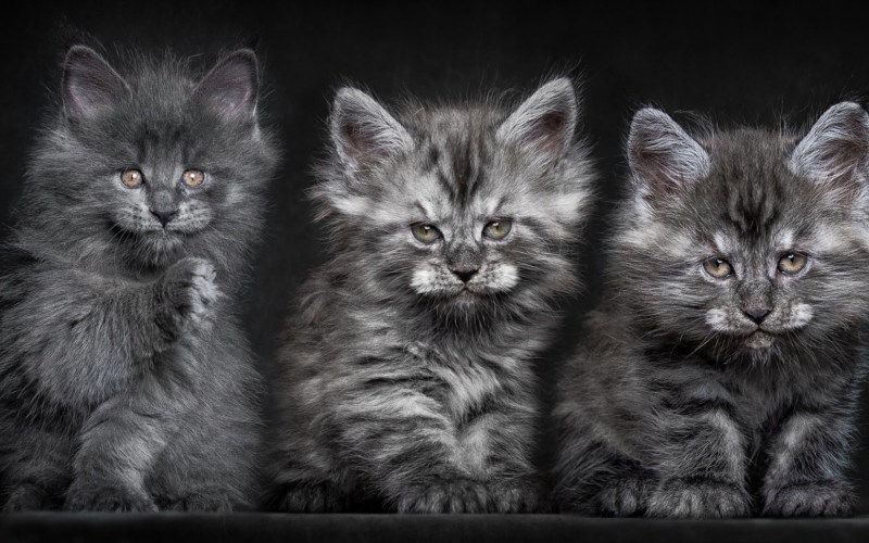 Кот Мейн кун