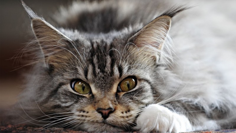 Котята Мейн кун