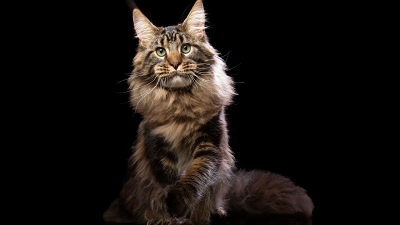 Коты Мейн кун