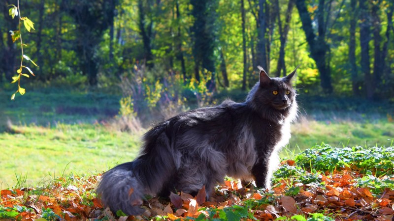 Коты Мейн кун
