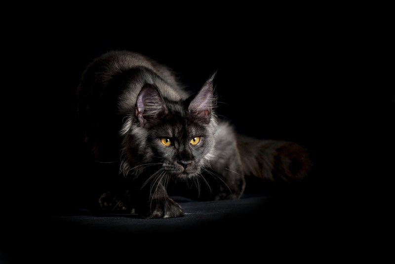 Кот Мейн кун черный