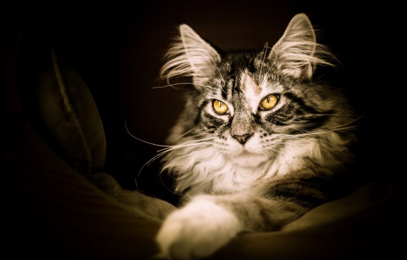 Мужчина и кот Мейн кун