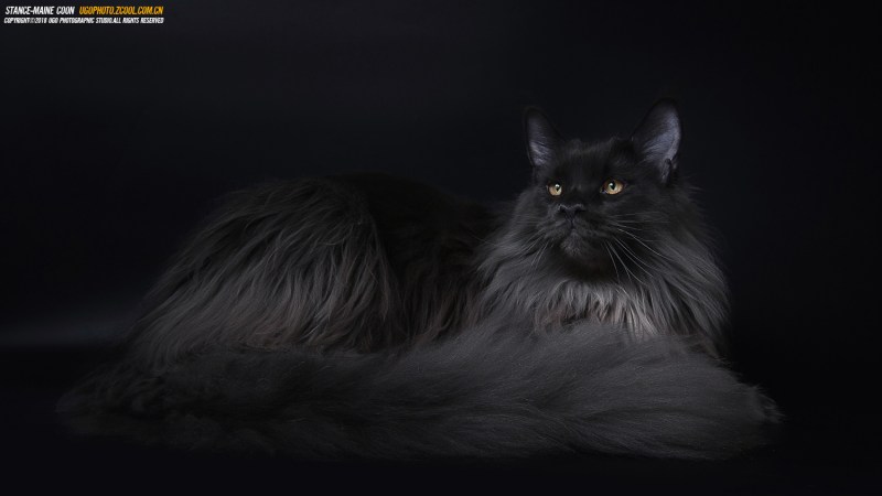Кошка с перьями