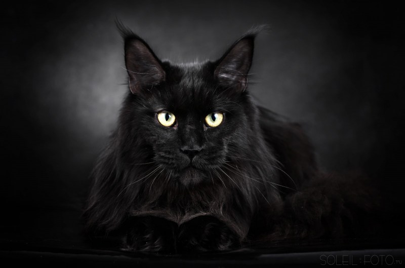 Кот Мейн кун