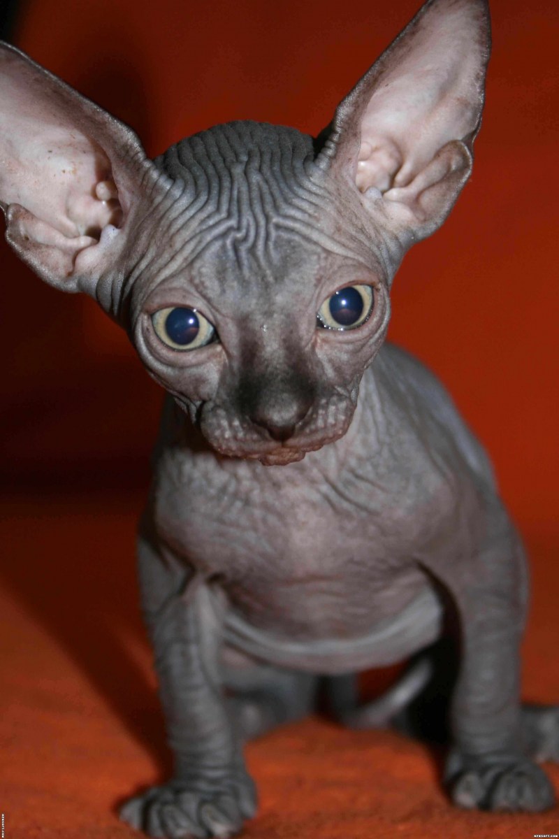 Кот сфинкс