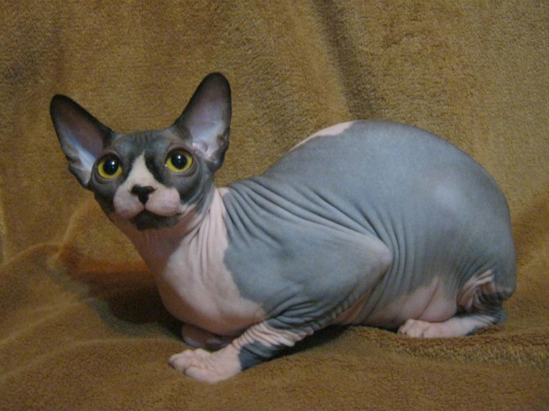 Коты породы сфинкс