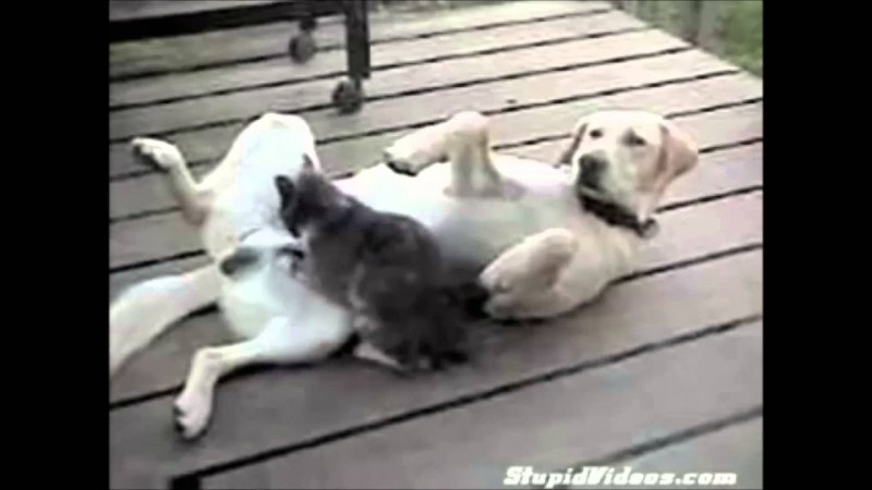 Пубертатный период у котов