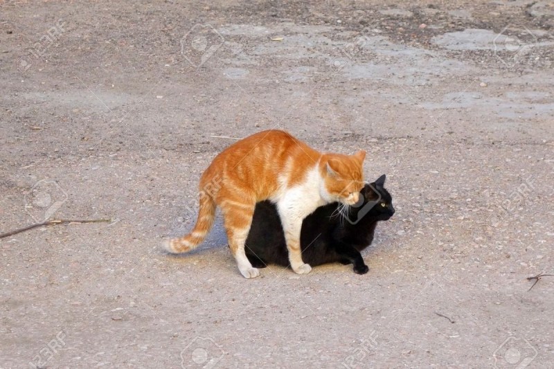 Коты совокупляются