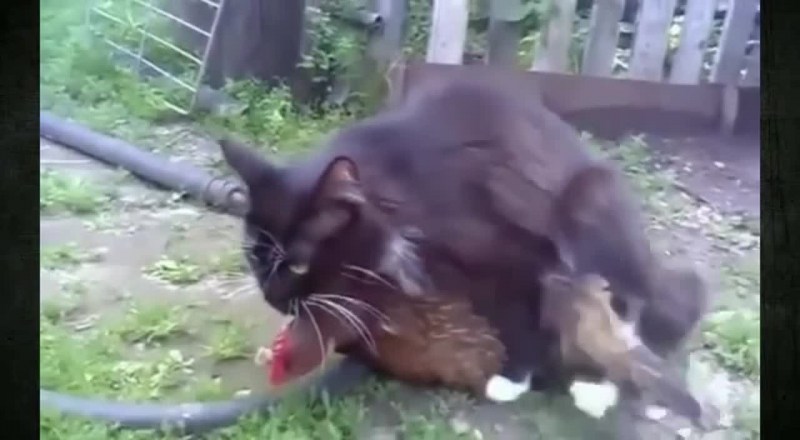 Кошки занимаются