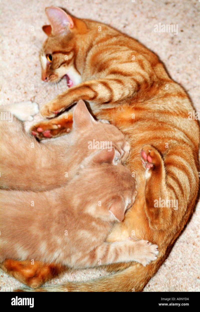 Cat mating