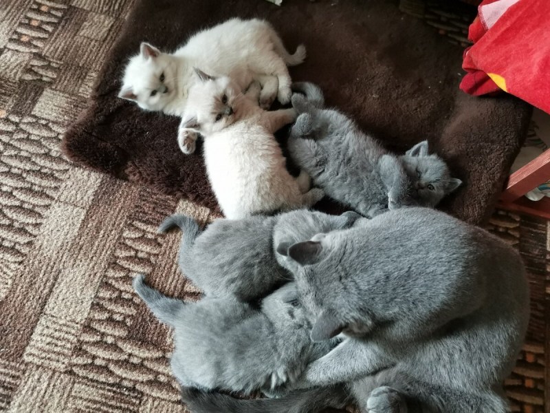 69 Коты