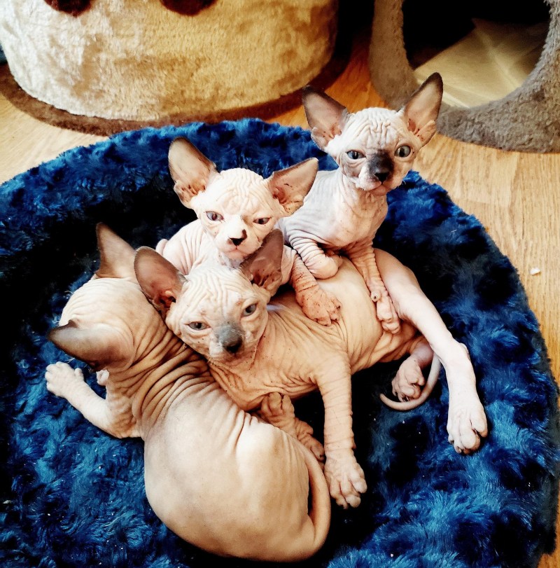 Брачные игры кошек
