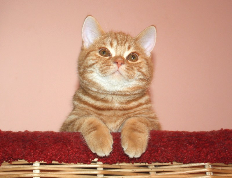 Скоттиш страйт рыжий
