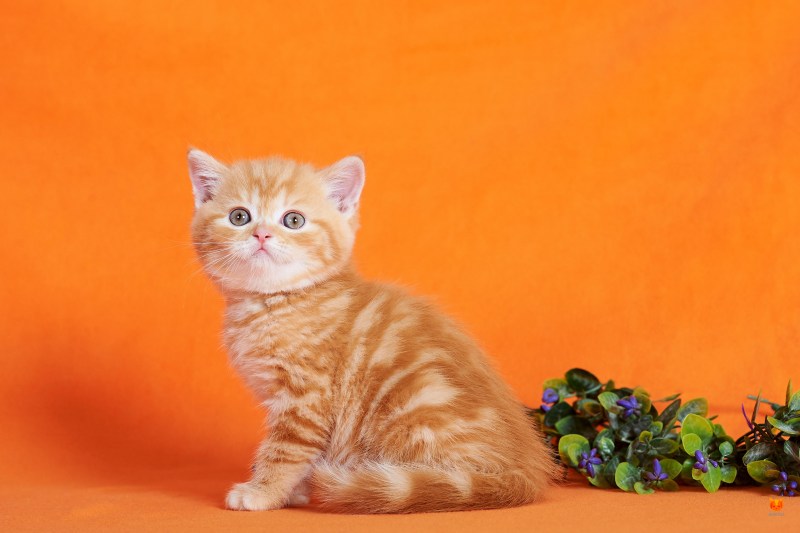 Шотландский вислоухий кот рыжий